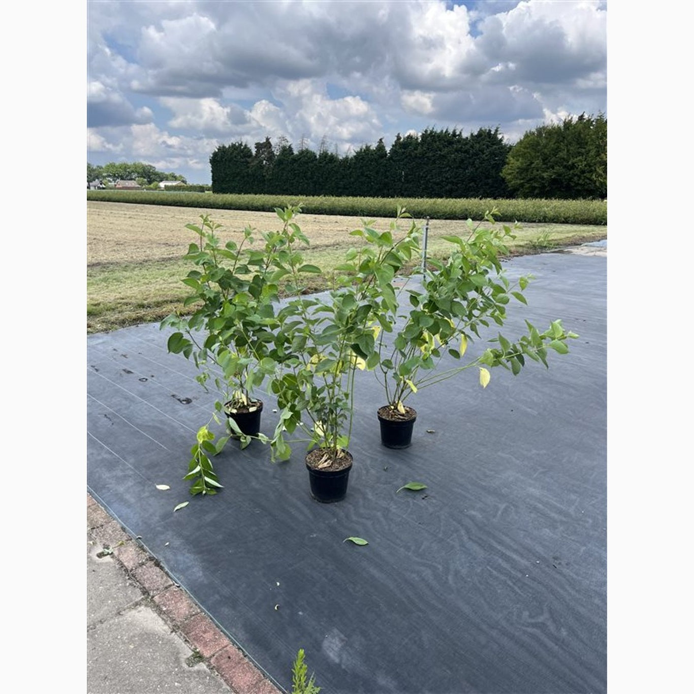 Kornell – Cornus alba 'Sibirica' - C7,5 100-125 CM